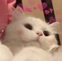 cutecat