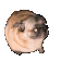 doggopugdance