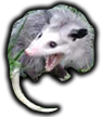 possum